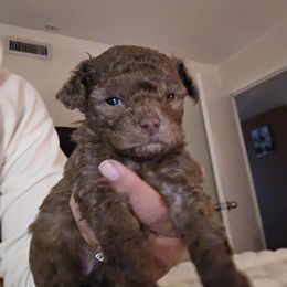 Boy 1 - Apricot male Poodle puppy in Plano, Texas from Southern Family Kennel
