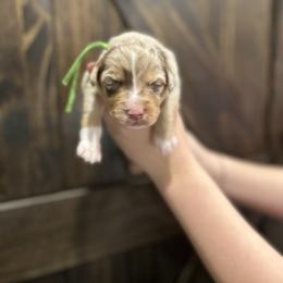 Green collar boy - Red merle male Australian Shepherd puppy in Flat Rock, Alabama from Fluffy Butt Acres