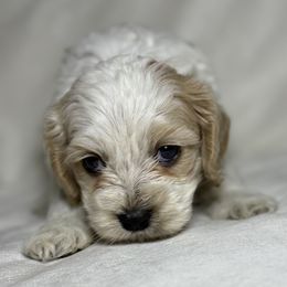 Toadette - Buff and white female Cockapoo puppy in Bronson, Florida from Tabler Family Puppies