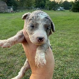 Carolina - Blue merle female Aussiedoodle puppy in Four Oaks, North Carolina from RoseWest Farms