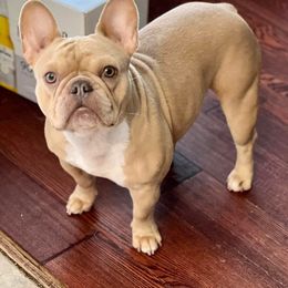 Libby - French Bulldog