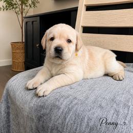 Penny (Guardian) - Yellow female Labrador Retriever puppy in Amery, Wisconsin from Cornerstone Retrievers