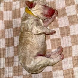 Alexander - Parti male Goldendoodle puppy in Pasadena, Texas from Toledo Creek Doodles