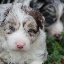 Red Merle male - Red merle male Border Collie puppy in Tylertown, Mississippi from Cool Meadow Farms
