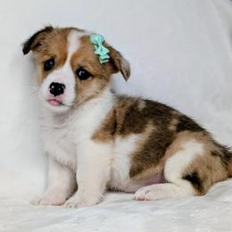 Clover - Sable merle and white female American Corgi puppy in Clarksville, Tennessee from Cold Creek Family Farm LLC