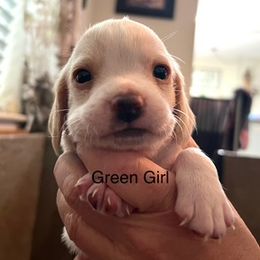 Girl 3 - Lemon female Beagle puppy in Toquerville, Utah from Beautiful Utah Beagles