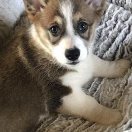 Pembroke Welsh Corgi Puppies from Shabby Chic Corgis
