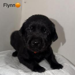 Flynn Orange Collar - Black male Labrador Retriever puppy in Elloree, South Carolina from Moonlight Kennels LLC