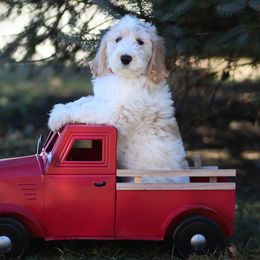 Goldendoodle Puppies from Sac River GoldenDoodles LLC
