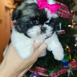 Shih Tzu puppies from Topknot Shih Tzus