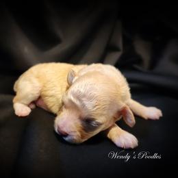 Honey - Cream female Poodle puppy in Norman, Indiana from Wendy's Poodles