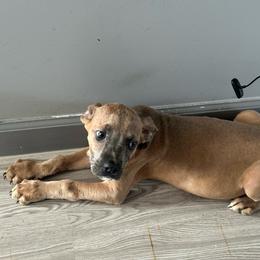 Boy 7 - Fawn male Cane Corso puppy in Waldorf, Maryland from Myles High Dog Club