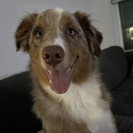 Australian Shepherd Puppies from Page Family Homestead