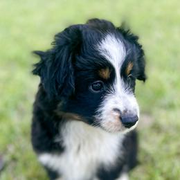 Miniature Australian Shepherd Puppies from DLT MiniAussie
