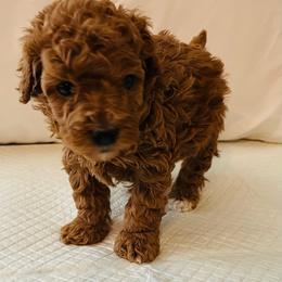 Tilly - Red female Cavapoo puppy in Cedar City, Utah from Pearson's Poodles