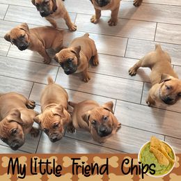 Boerboel Puppies from Pine River Boerboels