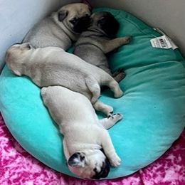 Pug Puppies from Briggs Family Pugs