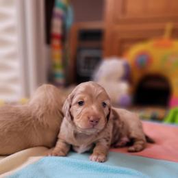 Boy 1 - Dachshund puppy from Mickey's Miracle Doxies