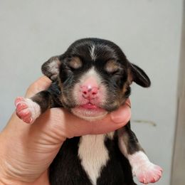 Female 1 - Black tan and white female Beagle puppy in Baltimore, Maryland from Country Acres Farm