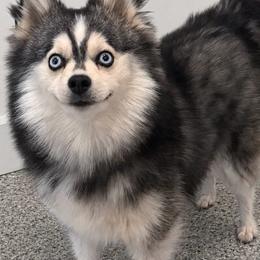 Lovebug - Pomsky