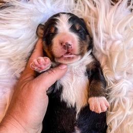 Kodiak - Bernese Mountain Dog puppy in Eureka, Montana from Back 40 Berners