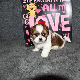 Alex - Sable and white male Shih Tzu puppy in Arcola, Illinois from Highline Puppies