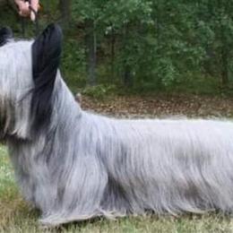 Cardigan Welsh Corgi and Pekingese Puppies from Patrick Ormos' Corgis and Pekingese