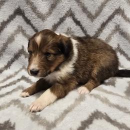 Chocolate - Sable and white female Shetland Sheepdog puppy in Wapello, Iowa from Willow Rayne shelties and more