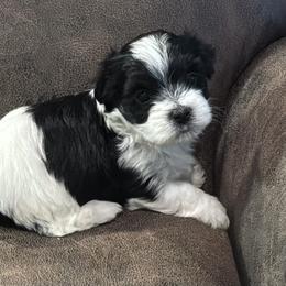 Denver - Black and white male Havanese puppy in Double Oak, Texas from Have A Havanese Puppy