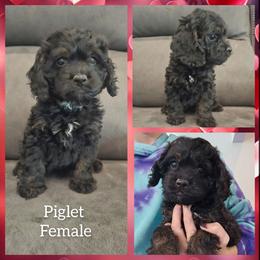Piglet - Black and tan female Cockapoo puppy in Zanesville, Ohio from Oodles of Doodles & Poos