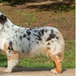 Australian Shepherd puppies from Wyldrose Australian Shepherds
