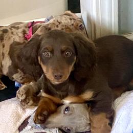 Dachshund Puppies from Honey Creek Doxies