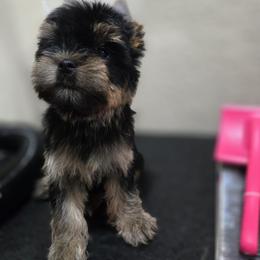 Little Miriam Dark Princess - Black and tan female Yorkshire Terrier puppy in Kissimmee, Florida from Twilights Yorkies FL