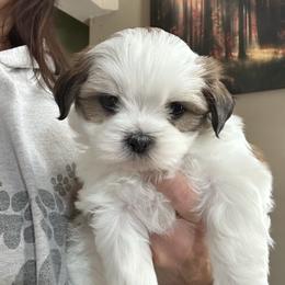 Kaycee - Tricolor male Shih Tzu puppy in Middleboro, Massachusetts from Highland Farm