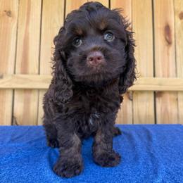 Henrick - Brown male Cockapoo puppy in Holton, Indiana from MoonShine Babies
