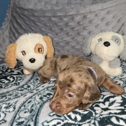 Dachshund Puppies from Neeley Family's Weenies
