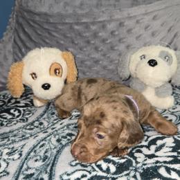 Dachshund Puppies from Neeley Family's Weenies