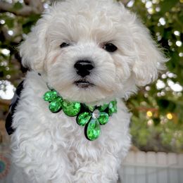 Boy 1 - White and cream male Bichon Frise puppy in Upland, California from Prime Paradise Kennel