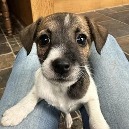 Australian Cattle Dogs and Parson Russell Terriers from Dreamfield Manor Farm