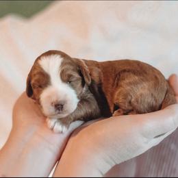 Ellie - Red  female Goldendoodle puppy in Austin, Texas from Cedarcrest Goldendoodles