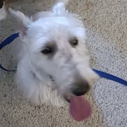Goku - Scottish Terrier