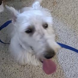 Goku - Scottish Terrier