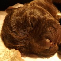 Labrador Retriever Puppies from Rebellion Labradors