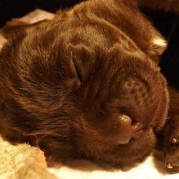 Labrador Retriever Puppies from Rebellion Labradors