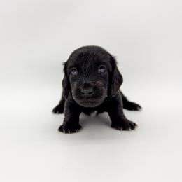 Honey (AKC solid black) - Black female Dachshund puppy in Waddell, Arizona from Neu Doxies