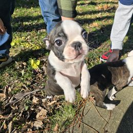 Boston Terrier Puppies from Quinn's Kennels