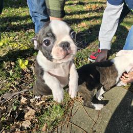 Boston Terrier Puppies from Quinn's Kennels