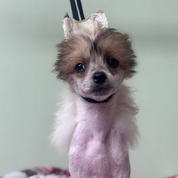 Honey - Red female Chinese Crested puppy in New Haven, West Virginia from EverCrest