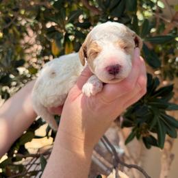 Francesca - Parti female Goldendoodle puppy in Barstow, California from Golden Desert Doodles