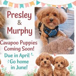 Cavapoo puppies from Scenic City Doodles